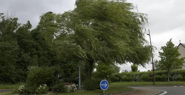 photo  tempête ciaran, ça va souffler en sarthe aussi avec un risque réel de chute d’arbres.  &copy;  photo d’illustration le maine libre – yvon loué 