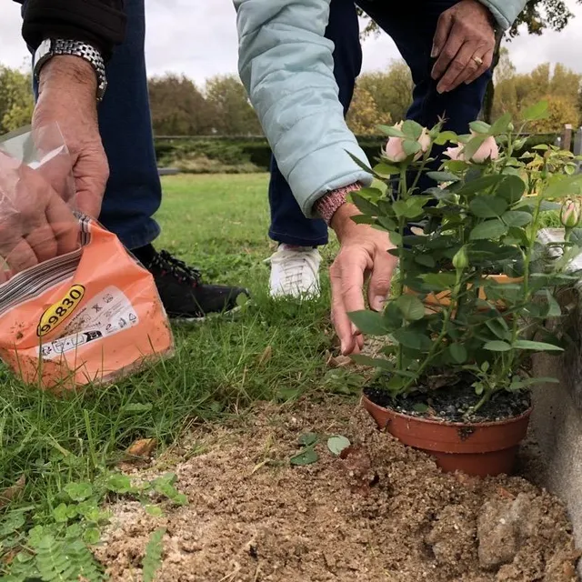 photo joël et bernadette ont choisi de mettre ce petit rosier en terre. comme ils le font d’habitude quand ils fleurissent la tombe de leurs proches.  ©  le maine libre