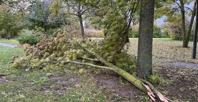 photo  ce sont essentiellement des arbres tombés au sol qui ont mobilisé les sapeurs-pompiers de l’orne, comme ici à argentan.  &copy;  ouest-france 