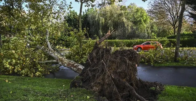 photo  un arbre déraciné au mans lors de la tempête ciaran dans la nuit de mercredi à jeudi.  &copy;  le maine libre – denis lambert 