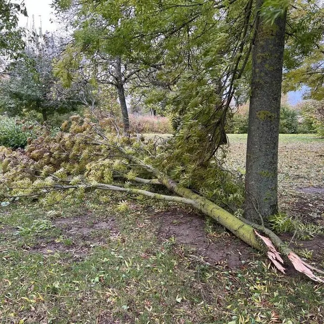 photo de nombreux arbres ont été arrachés ou brisés par les rafales de vent. la préfecture de l’orne a ainsi interdit l’accès aux forêts du département.  ©  ouest-france