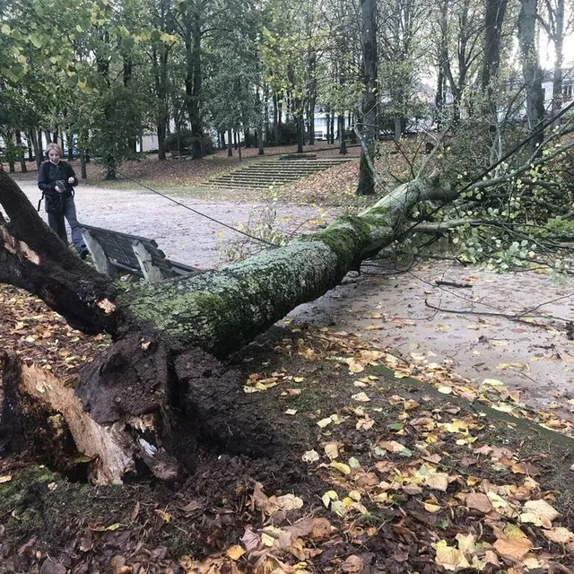 photo dans l’allée du parc des quinconces, au mans, côté palais de justice, un arbre s’est déraciné et a chuté au sol.  ©  ouest-france