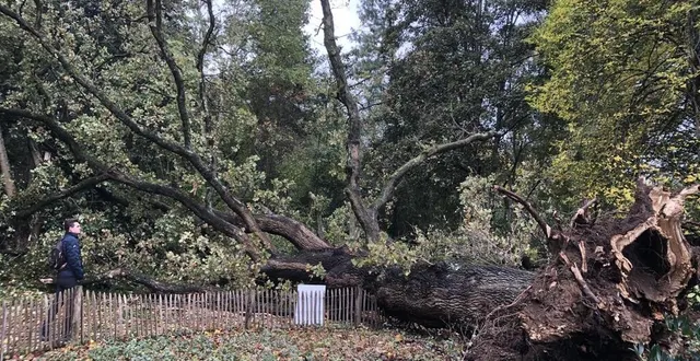 photo  les racines du chêne étaient fragilisées par un champignon.  &copy;  ouest-france 