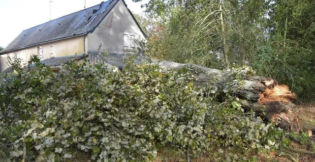 photo  dans le bourg de marans, près de segré, une maison a été endommagée par la chute d’un arbre.  &copy;  co 