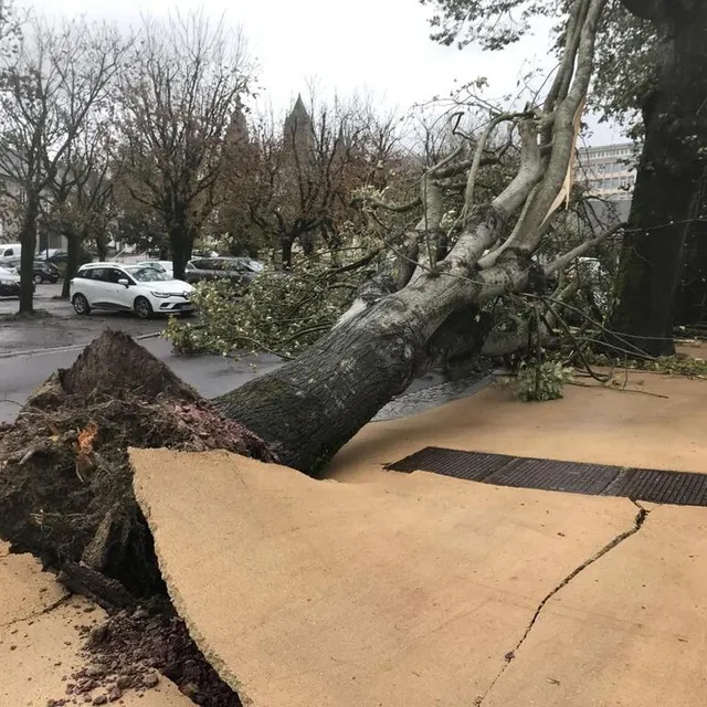Boulevard Legentil-de-la-Galaisière à Coutances (Manche), les arbres ont été déracinés. Ouest-France photo boulevard legentil-de-la-galaisière à coutances (manche), les arbres ont été déracinés. © ouest-france