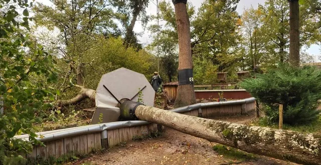 photo  deux peupliers ont chuté, à cause de la tempête ciaran, au spaycific’zoo (sarthe).  &copy;  emmanuel lemonnier / spaycific’zoo 