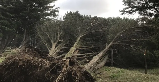 photo  parmi les facteurs qui entraînent la chute des arbres : leur taille, l’humidité des sols et la présence de feuilles. ici à la pointe saint-gildas, en loire-atlantique.  &copy;  ouest-france 