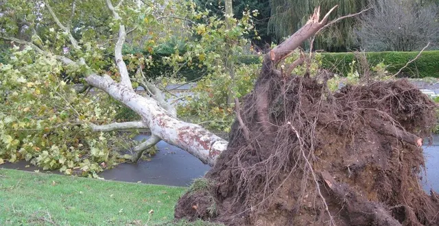 photo  un gros platane a été déraciné, rue de l’estérel, en direction de changé (sarthe).  &copy;  ouest-france 