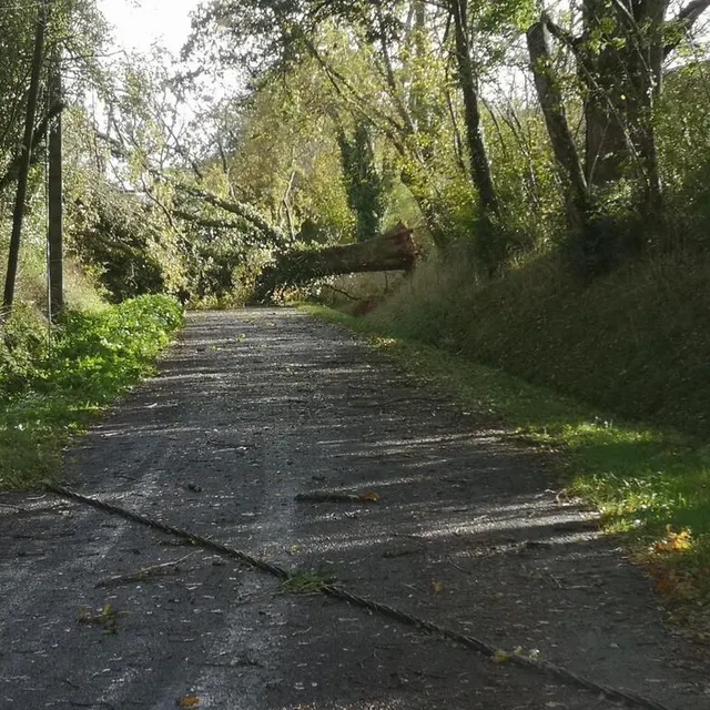 photo à la ferté-bernard, un câble électrique est à terre et un chêne déraciné. plusieurs automobilistes ont dû faire demi-tour aujourd’hui au niveau de la martinière. la route est barrée jusqu’à nouvel ordre.  ©  ouest-france