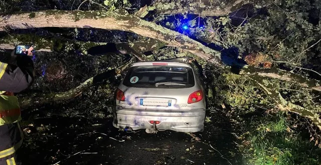 photo  au sud de saumur, à saint-just-sur-dive, sur la départementale 178, un arbre s’est couché juste au moment où arrivait la voiture d’une jeune femme. elle est indemne.  &copy;  dr 