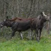 photo  les trois zoos sarthois ont été impactés par la tempête ciaran. 
