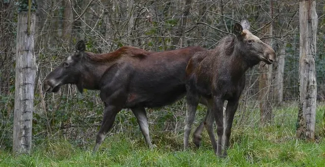 photo  les trois zoos sarthois ont été impactés par la tempête ciaran.  &copy;  photo : archives le maine libre – yvon loué 