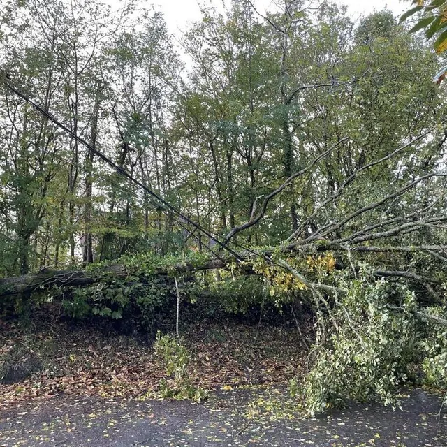 photo à pruillé-le-chétif, un arbre est tombé, rue des bois, sur le fil électrique, privant des habitants d’électricité.  ©  ouest-france