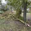 photo de nombreux arbres ont été arrachés ou brisés par les rafales de vent.