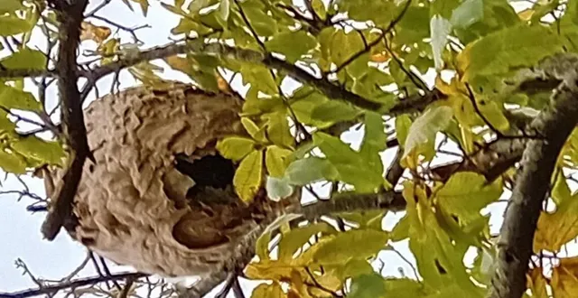 photo  le nid de frelons était logé en haut d’un châtaignier  &copy;  le maine libre 