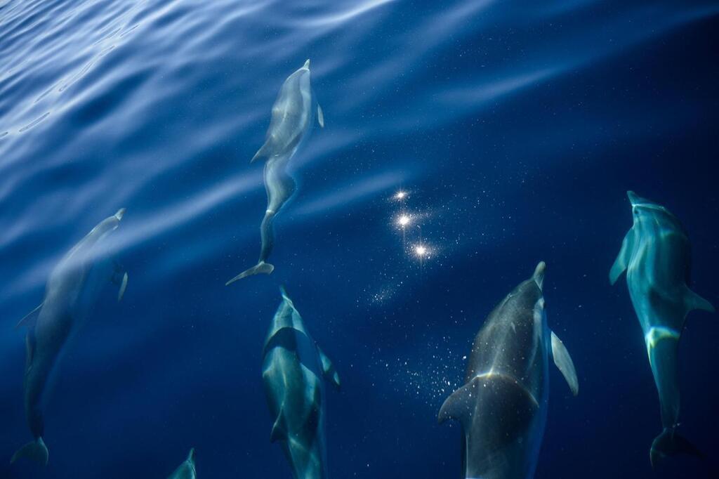 Lutte Contre Les Captures De Dauphins : Un Plan D’action Contesté ...