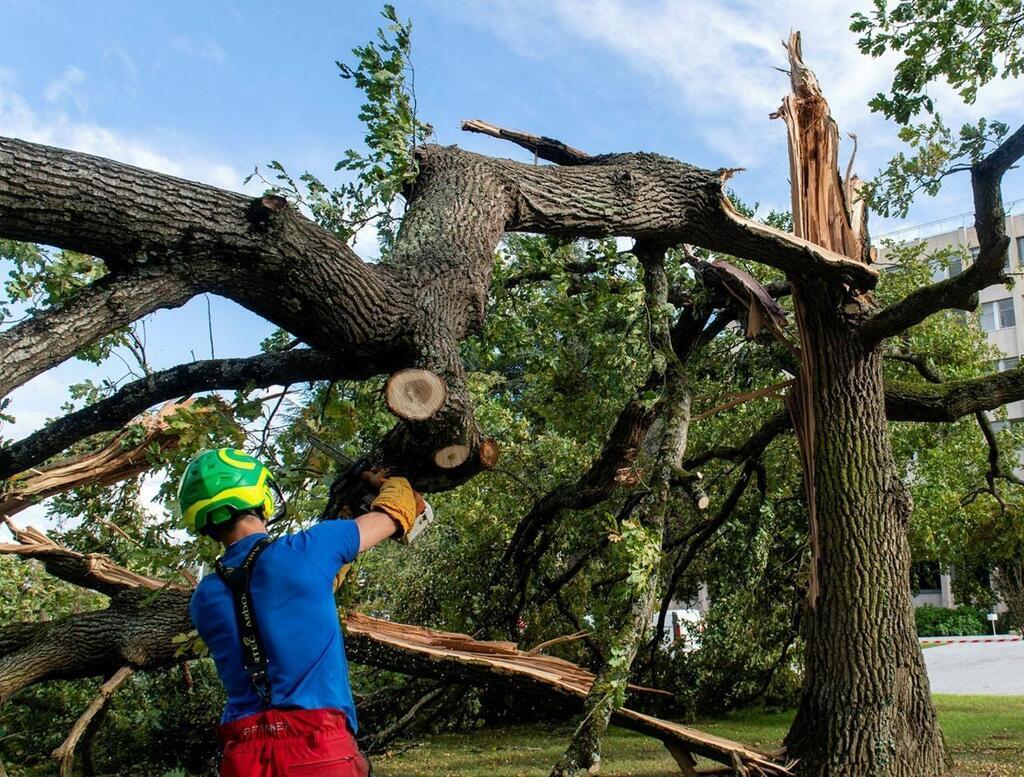 Comment « sauver » un arbre après une tempête ? Les conseils d'un