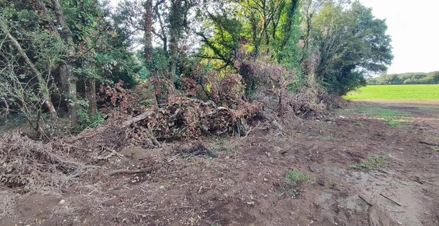photo  sans autorisation et sans ménagement, une haie avec sa végétation et ses arbres ont été poussés sur la propriété voisine.  &copy;  co 
