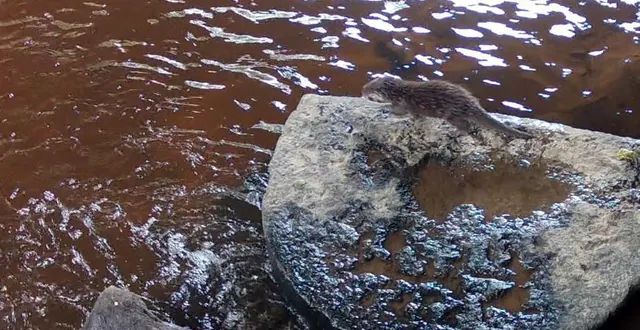 photo  une loutre observée par un piège photo posé par le cpie des collines normandes.  &copy;  cpie des collines normandes 