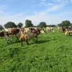 photo une partie du troupeau de vaches normandes de la ferme du bienheureux, à sartilly-baie-bocage.