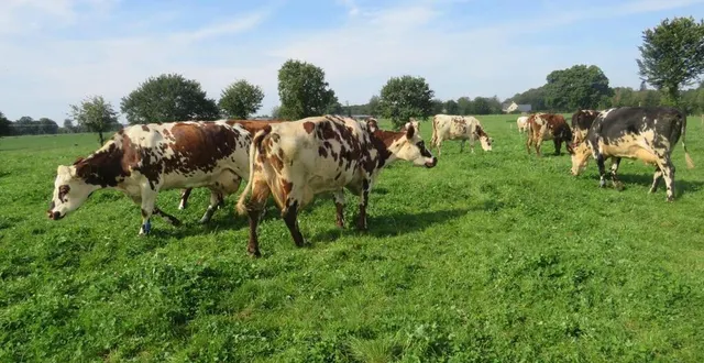 photo  une partie du troupeau de vaches normandes de la ferme du bienheureux, à sartilly-baie-bocage.  &copy;  archives ouest-france 