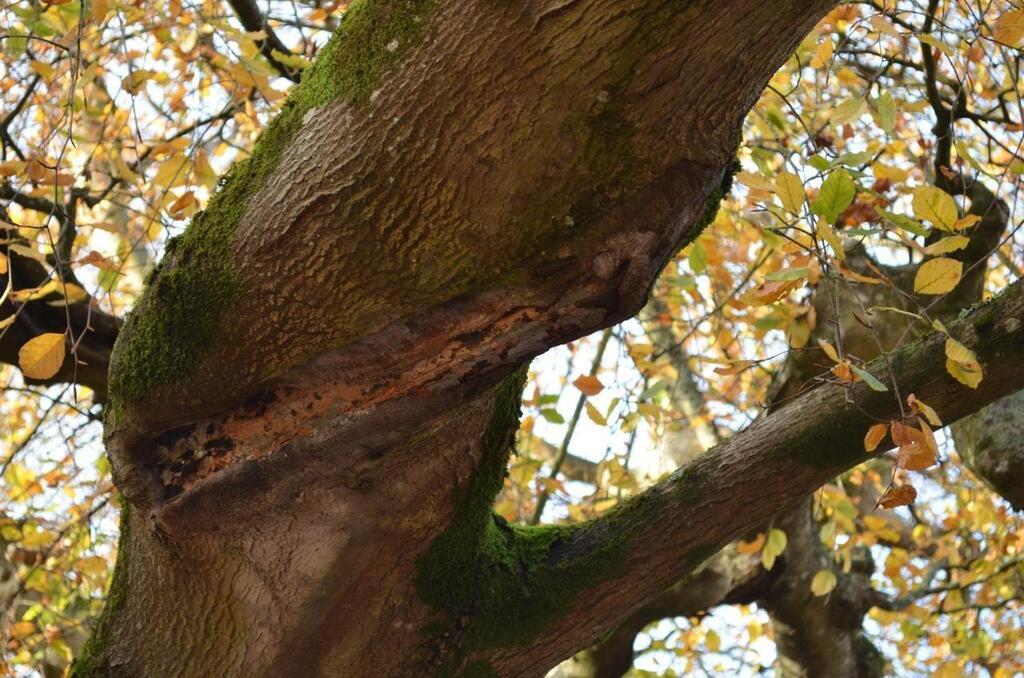 Quatre Choses Que Vous Ignorez Peut Tre Sur Le H Tre Pleureur De Bayeux Potentiel Arbre De