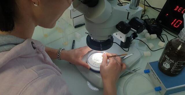 photo  flaminia zane, doctorante de michael rera, étudie des mouches sous la loupe binoculaire. 