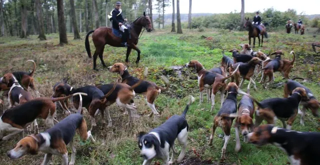 photo  les chiens seront bénis à l’issue de l’office religieux.  &copy;  le maine libre 