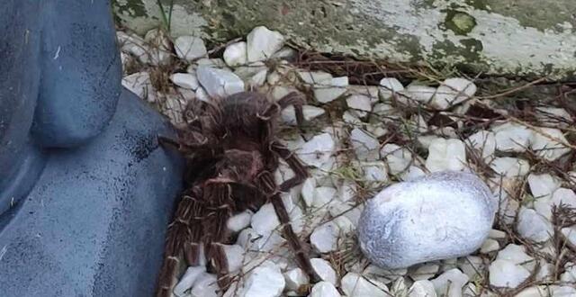 photo  les pompiers de l’eure sont intervenus pour capturer une mygale dans un jardin. 