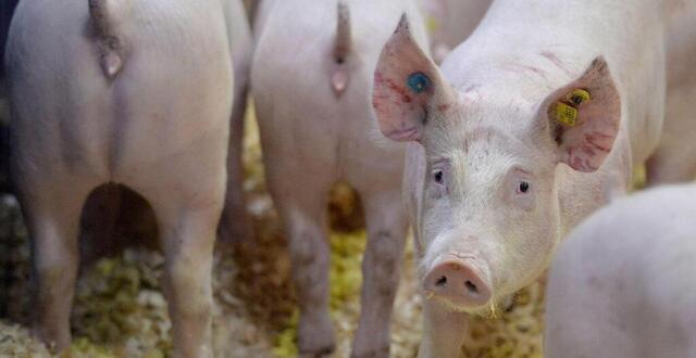 photo les pompiers de lorient sont intervenus ce dimanche 19 novembre pour attraper un cochon qui divaguait sur la route du côté de kerlétu.