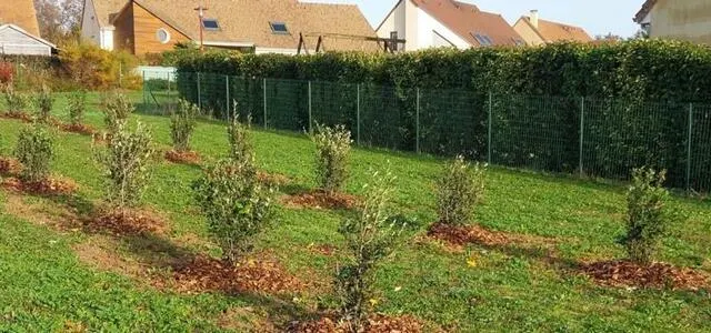photo  de nombreux arbres ont été plantés en novembre comme ici au parc des hayes.  &copy;  le maine libre 