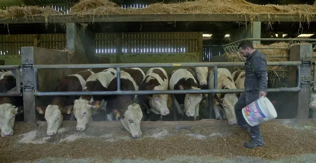 photo  mathieu lenoir, éleveur à villaines-sous-lucé, à retrouver ce jeudi dans l’émission de france 3 « la voix des champs. »  &copy;  france 3 pays de la loire 