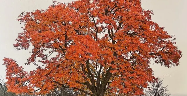 photo  le cormier peut vivre très longtemps.  &copy;  bpn 