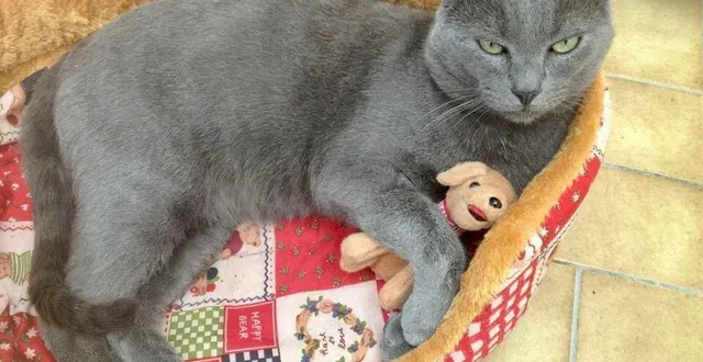 photo  100 000 chiens et chats seraient euthanasiés en france chaque année.  &copy;  photo le maine libre 