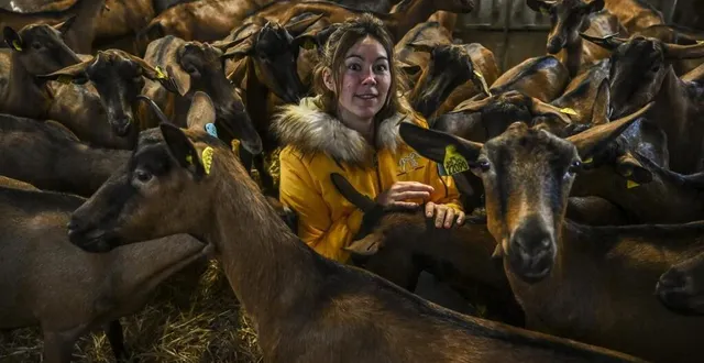 photo  conlie, mercredi 15 novembre 2023. installée depuis un an, marlène thibault est heureuse au milieu de ses chèvres. en devenant éleveuse de caprins, elle a réalisé son rêve d’enfant.  &copy;  le maine libre – denis lambert 