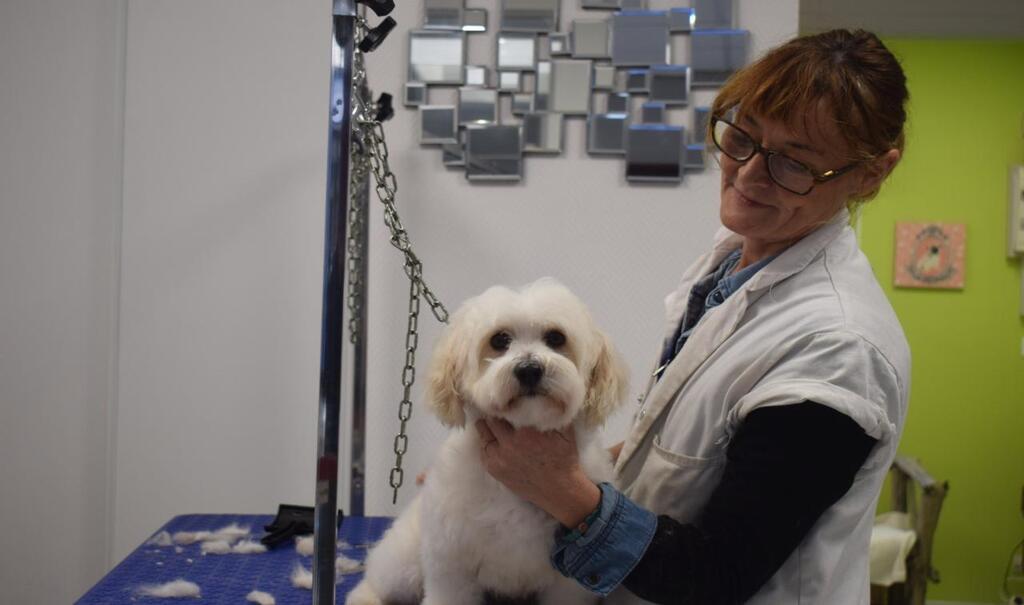 Redon Un Salon De Toilettage Pour Toutes Les Tailles De Chiens Redon