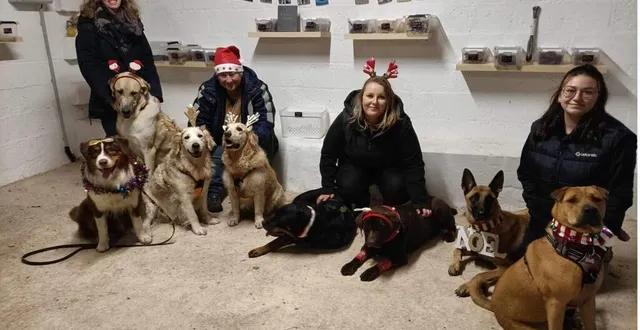 photo  une seconde édition du marché de noël spécialement pour les chiens au free dog club.  &copy;  ouest-france 
