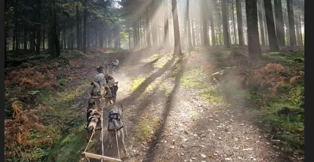 photo  le musher benjamin thomelin présentera ses chiens huskies harnachés pour une promenade en traîneau.  &copy;  ouest-france 