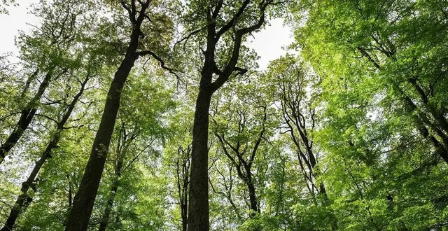 photo  la forêt de bercé garde son label forêt d’exception pour cinq ans.  &copy;  archives le maine libre – denis lambert 