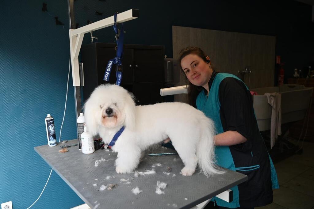 Beauté poils et toilettage - chien