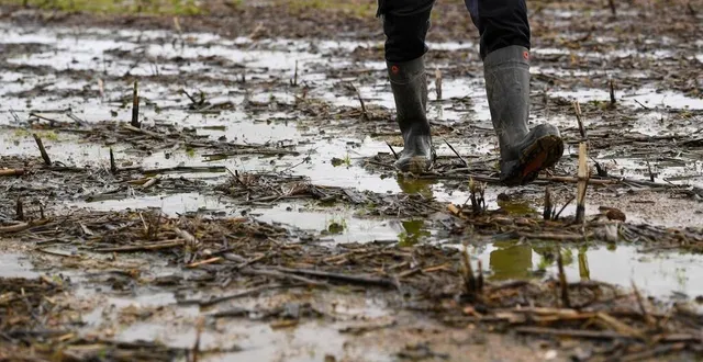 photo  avec un automne très pluvieux, les agriculteurs ont les pieds dans l’eau.  &copy;  archives co – josselin clair 