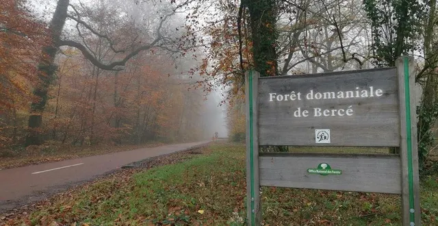photo  la forêt de bercé obtient à l’unanimité un second label forêt d’exception.  &copy;  ouest-france 