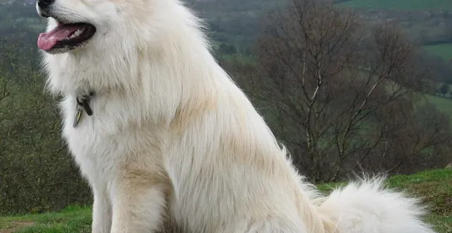 photo  un berger de laponie.  &copy;  wikimedia commons 