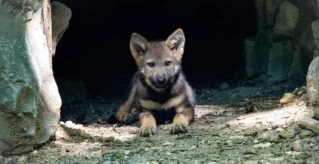 photo  le louveteau, l’un des nombreux animaux du zoo de pescheray qui fait craquer les visiteurs.  &copy;  florence medard 