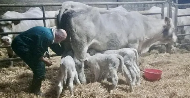 photo  les nouveau-nés à l’heure du repas.  &copy;  ouest-france 