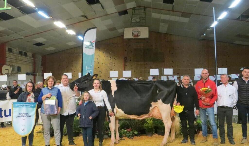 Oreillette, la vache tête d'affiche du prochain salon de l'agriculture