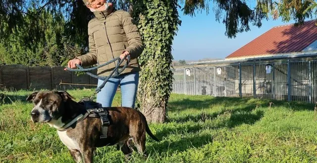 photo  chaque jour, joëlle fait faire une promenade à izzy, un staffordshire terrier américain, chien de catégorie 2 nécessitant un permis.  &copy;  ouest-france 