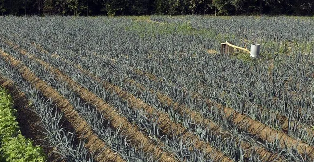 photo  le jardin maraîcher de vaujoubert.  &copy;  le maine libre 