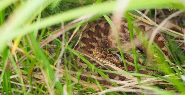 photo  la vipère péliade fait partie des espèces surveillées par les cpie en normandie.  &copy;  élie bodin 