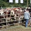 photo les vaches du foirail au comice cantonal 2023, organisé à parcé-sur-sarthe.